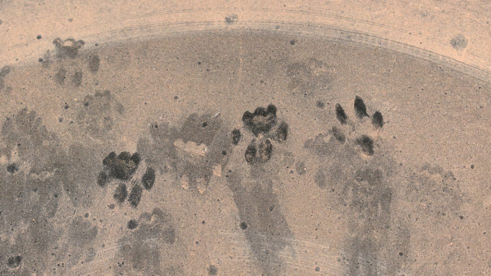 gatopatimasies